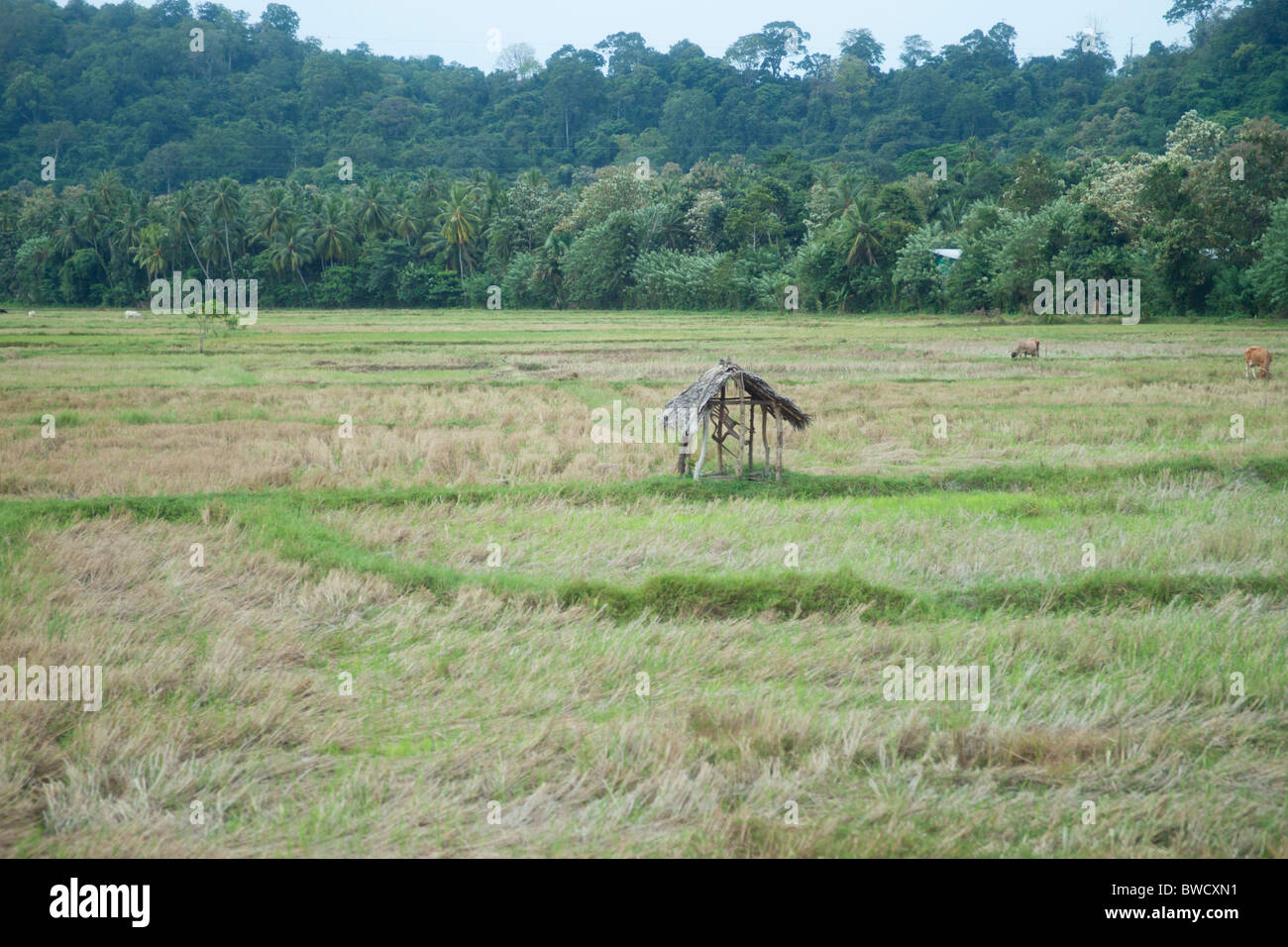 Zuflucht in einem Reisfeld, Sri Lanka Stockfoto