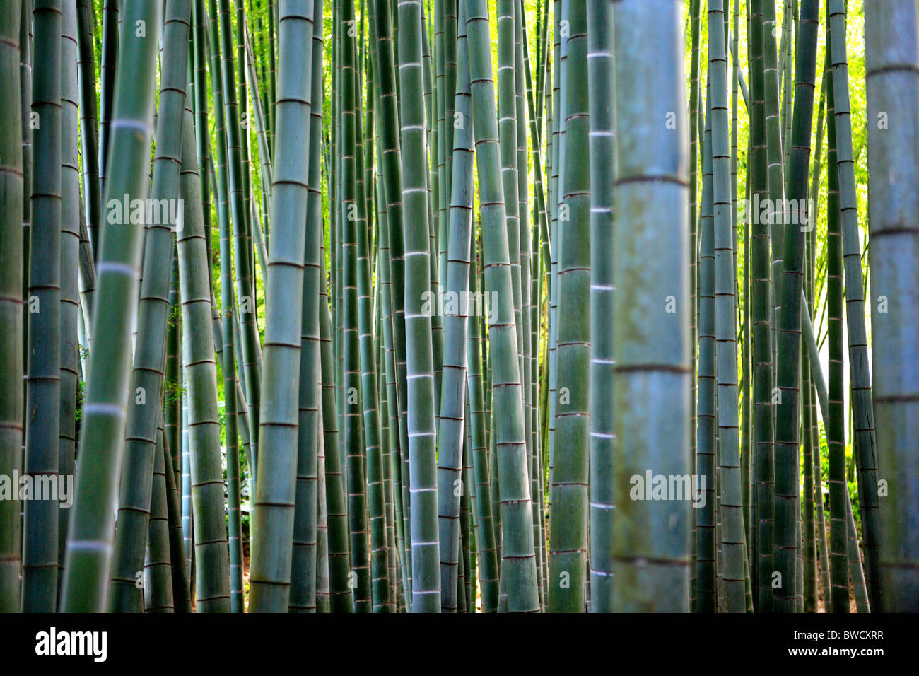 Bambus, Zen-Kloster-Garten, Kamakura, Hokoku-Ji, Japan Stockfoto