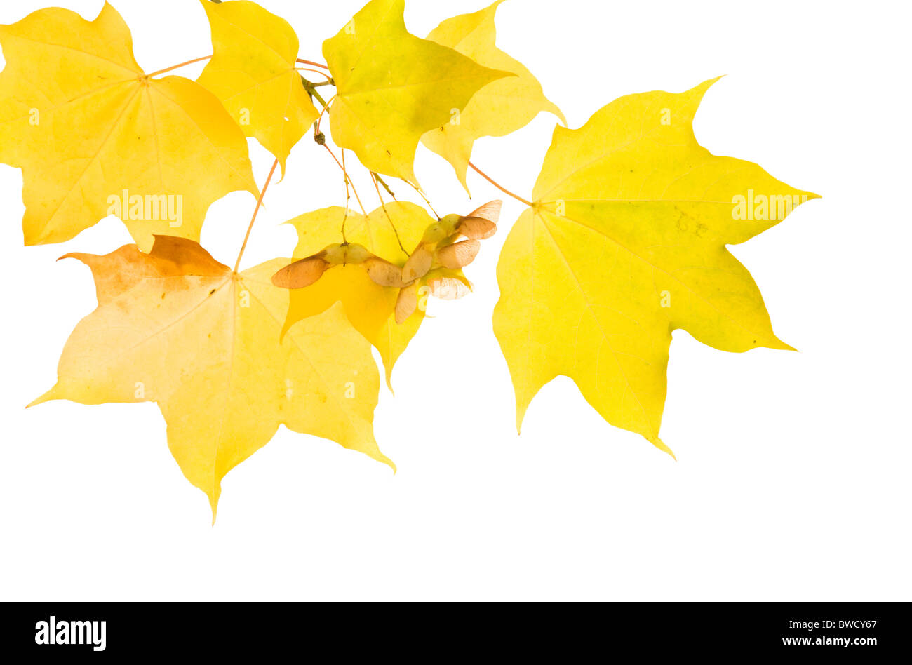 herbstliche Ahorn Zweig mit transluzenten gelbe Blätter und Samen Cluster; isoliert auf weißem Hintergrund; Stockfoto
