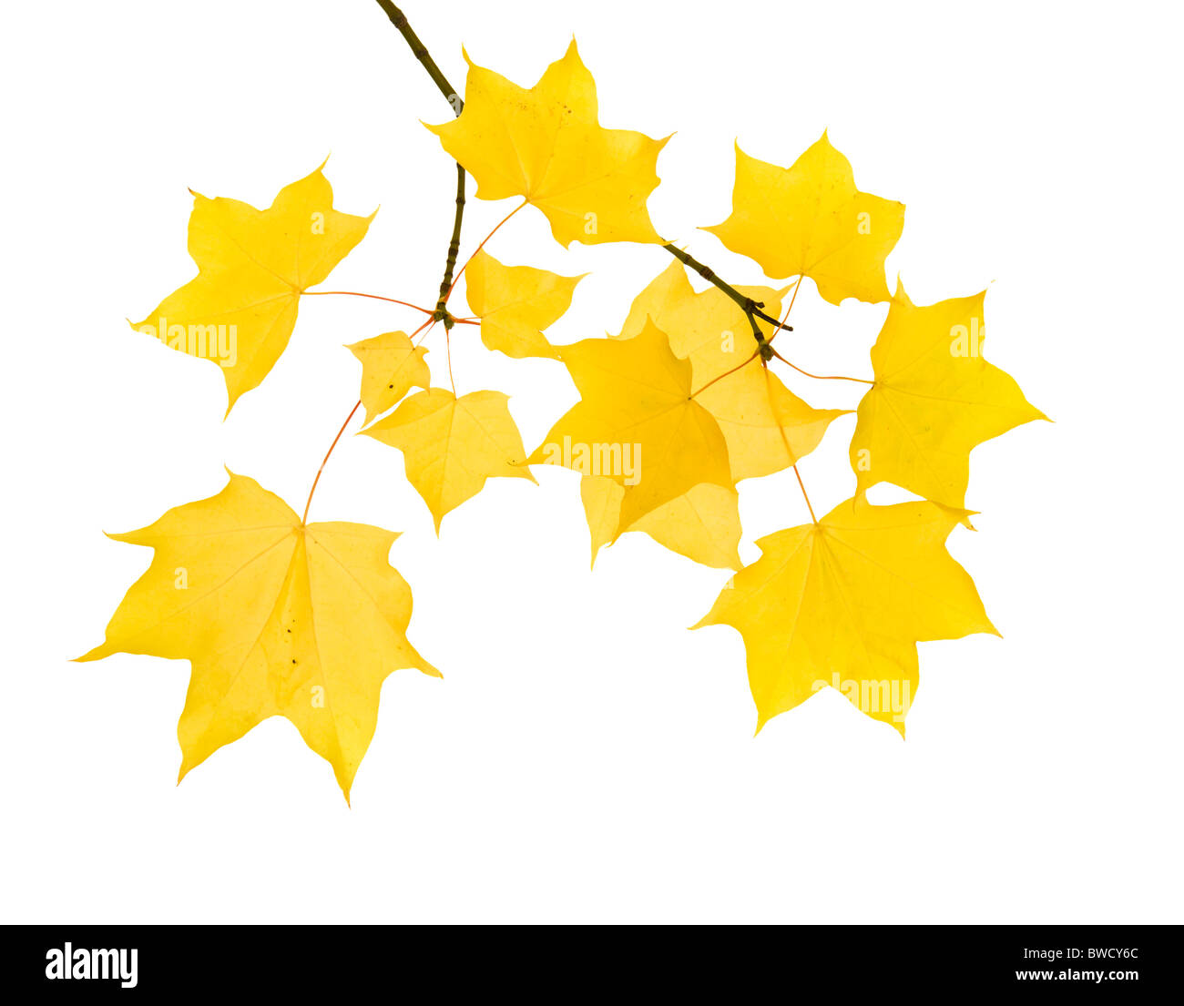 herbstliche Ahorn Zweig mit durchscheinenden gelben Blätter; isoliert auf weißem Hintergrund; Stockfoto