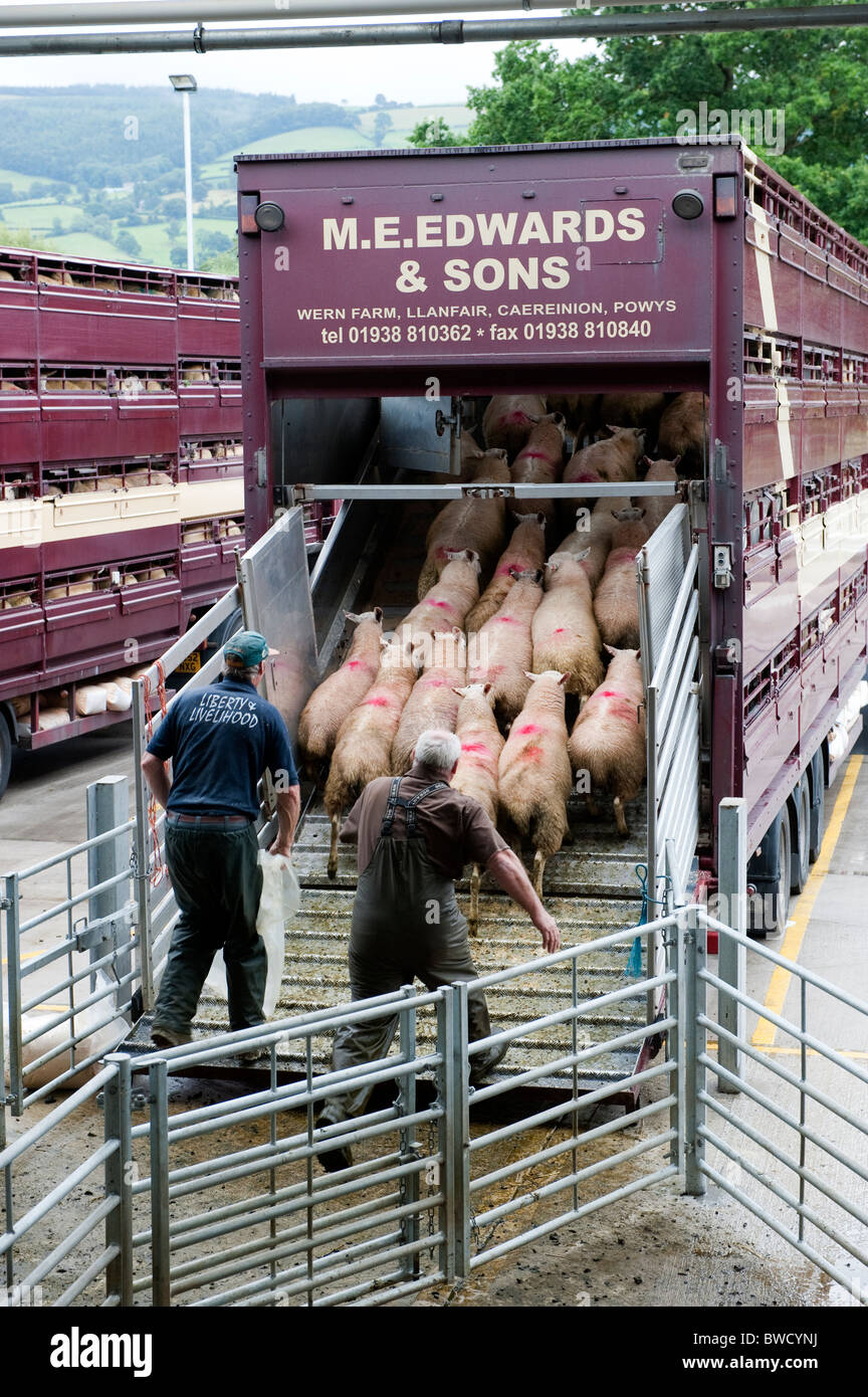 Schafe auf Wagen bei Welshpool Auktion Mart geladen wird. Stockfoto