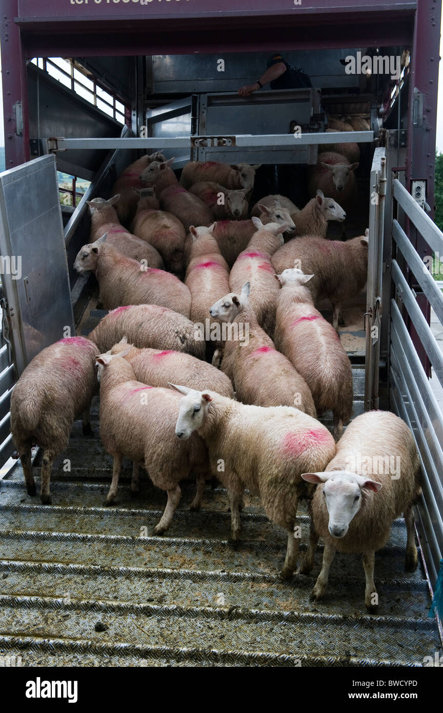 Schafe auf Wagen bei Welshpool Auktion Mart geladen wird. Stockfoto