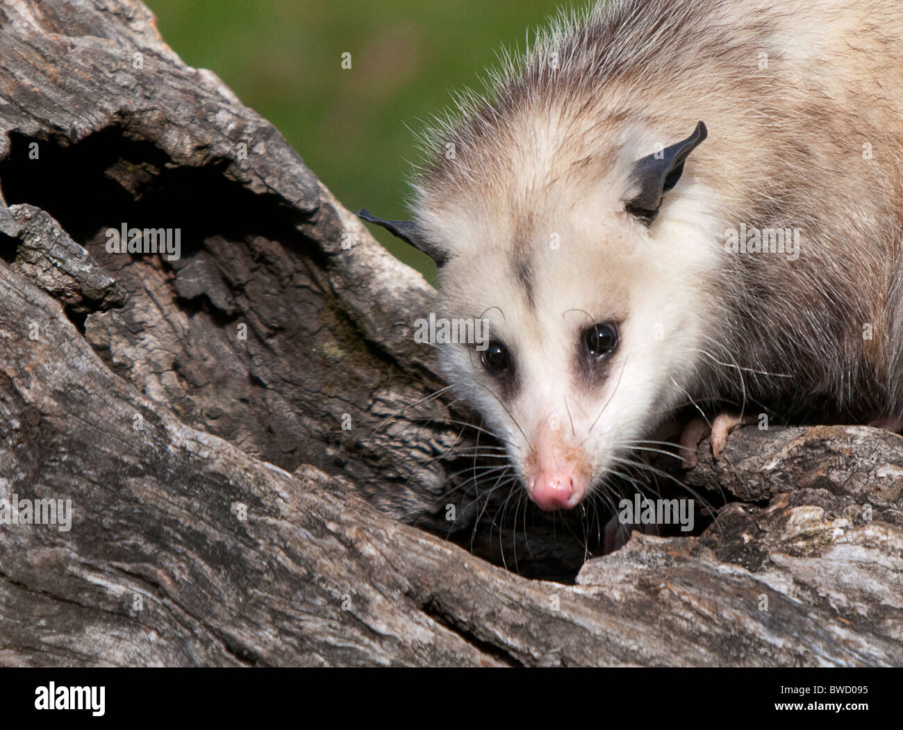 Howell Naturzentrum Wildtiere schießen. Alle Fotos sind For Sale Kontakt paulcannonstudio.com Stockfoto