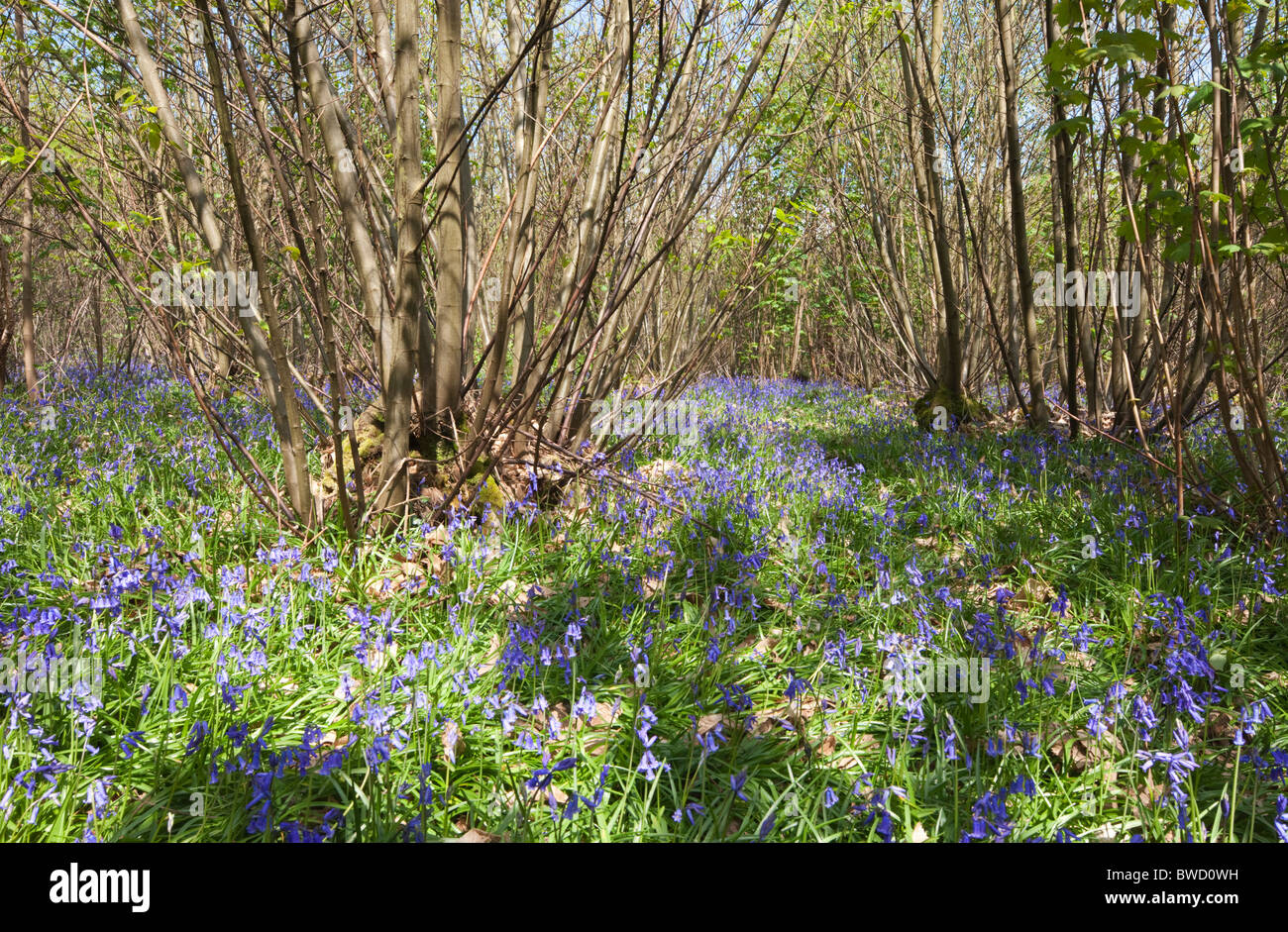 Glockenblumen in Holz; Hadlow Down; East Sussex; England; Great Britain Stockfoto