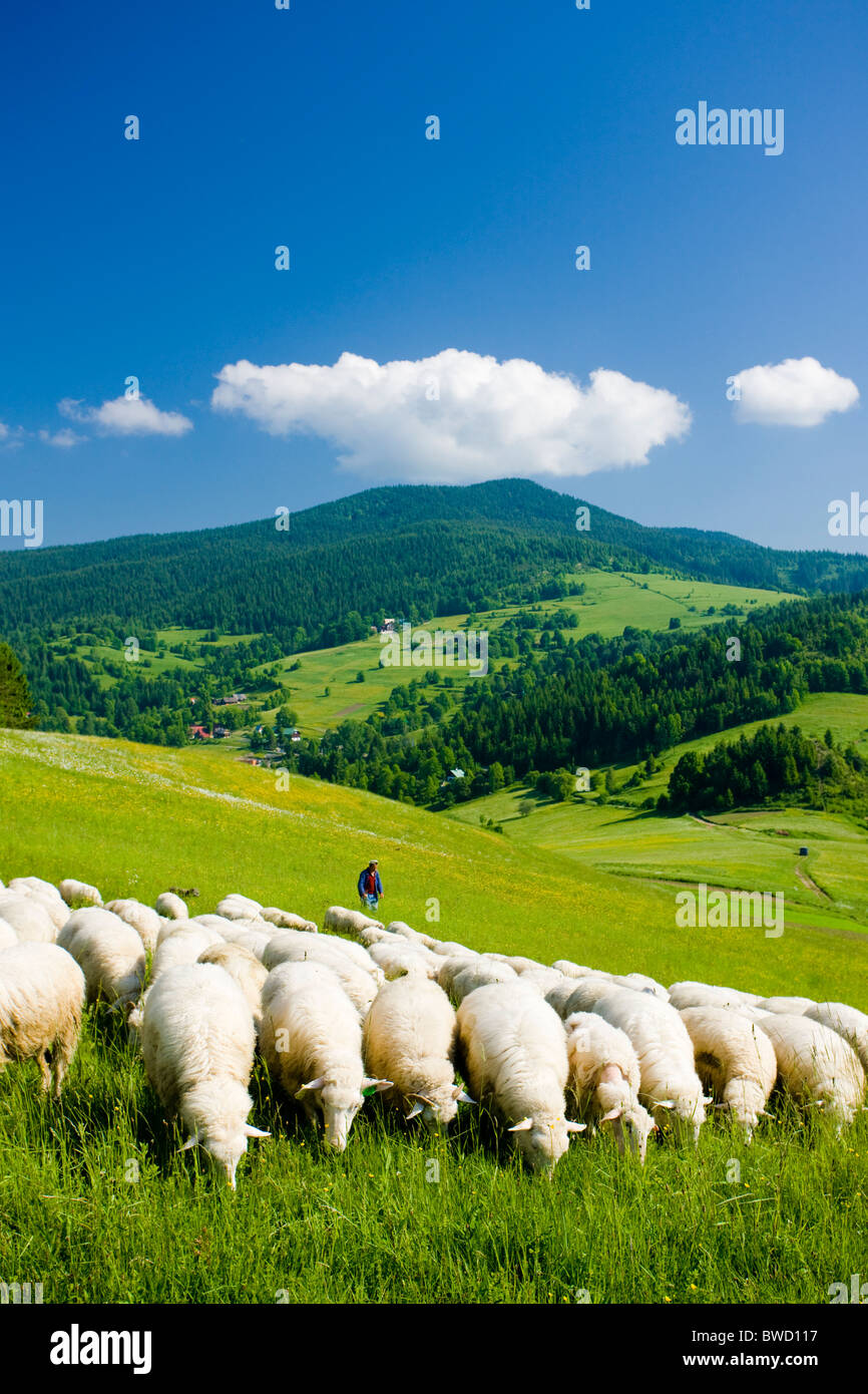 Schafe hüten, Mala Fatra Slowakei Stockfoto