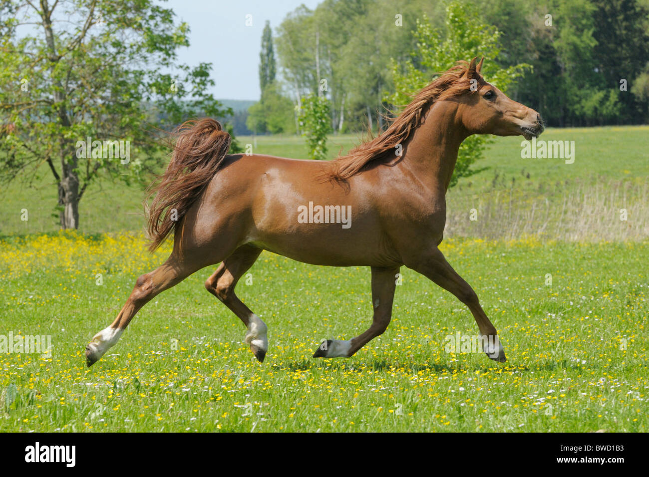 Arabische Pferd im Trab auf dem Gebiet Stockfoto