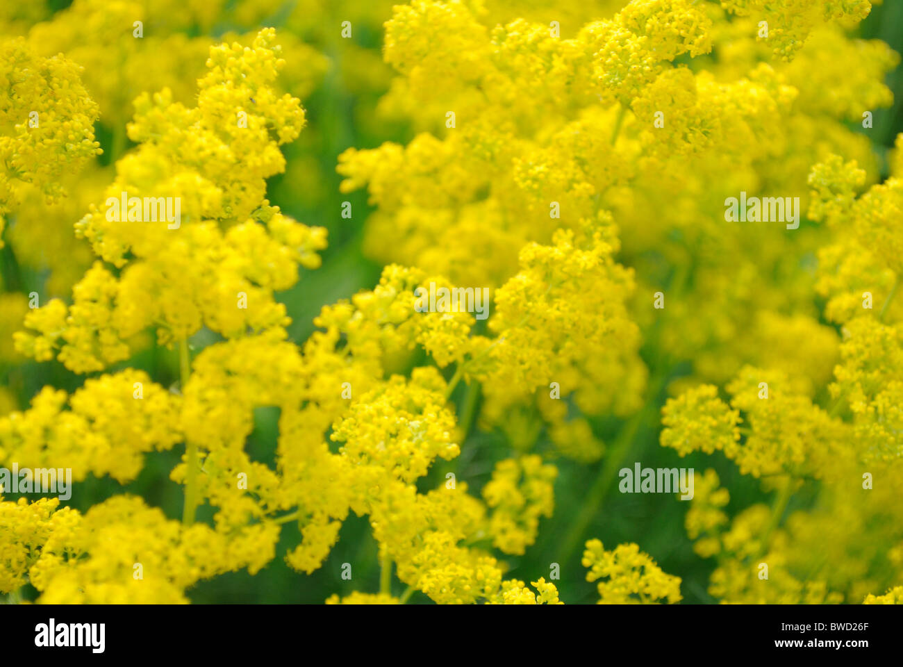 Brassicaceae Blumen Stockfoto
