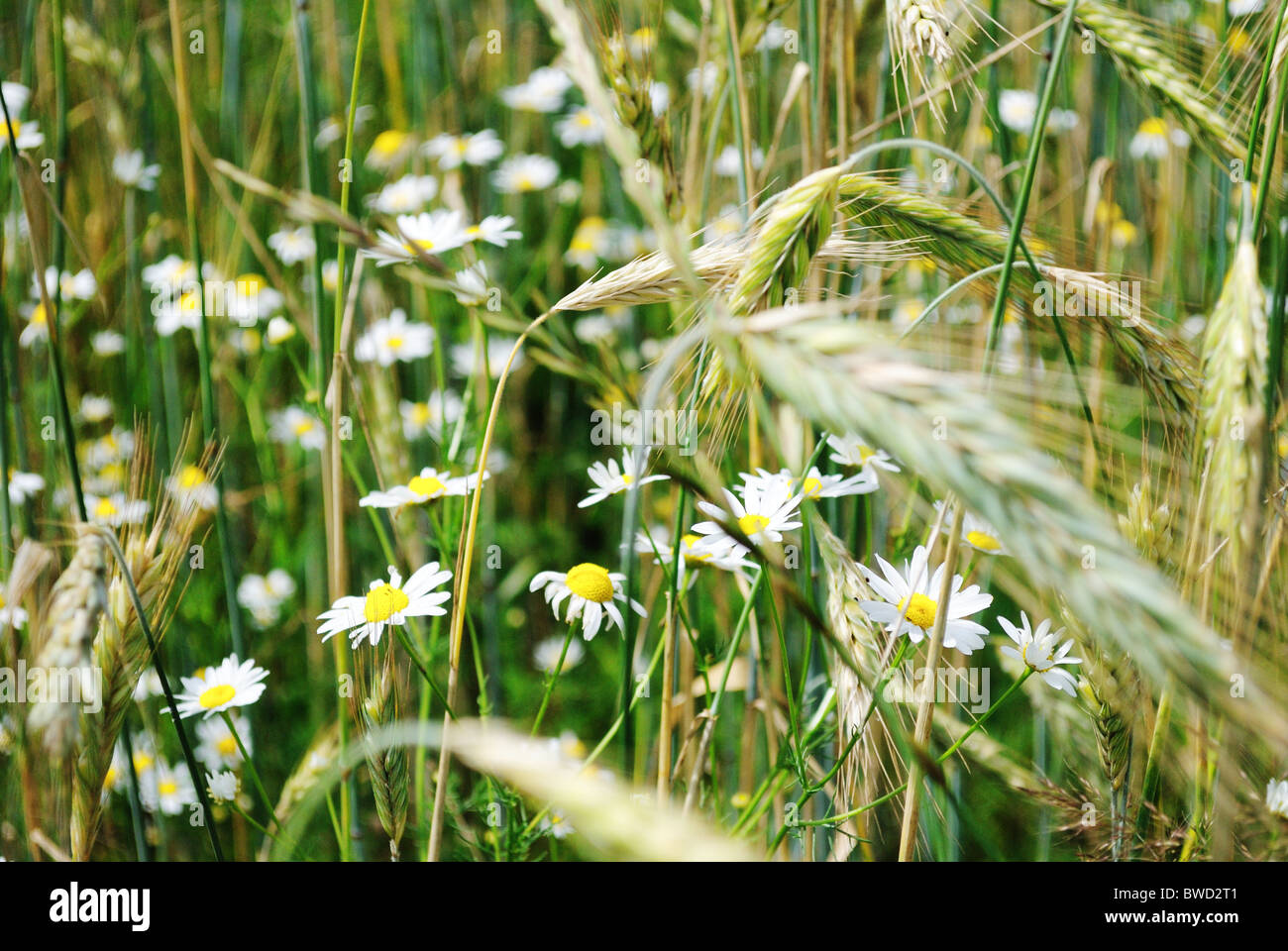 Bereich der jungen Weizen und Oxeye Gänseblümchen, Ukraine Stockfoto