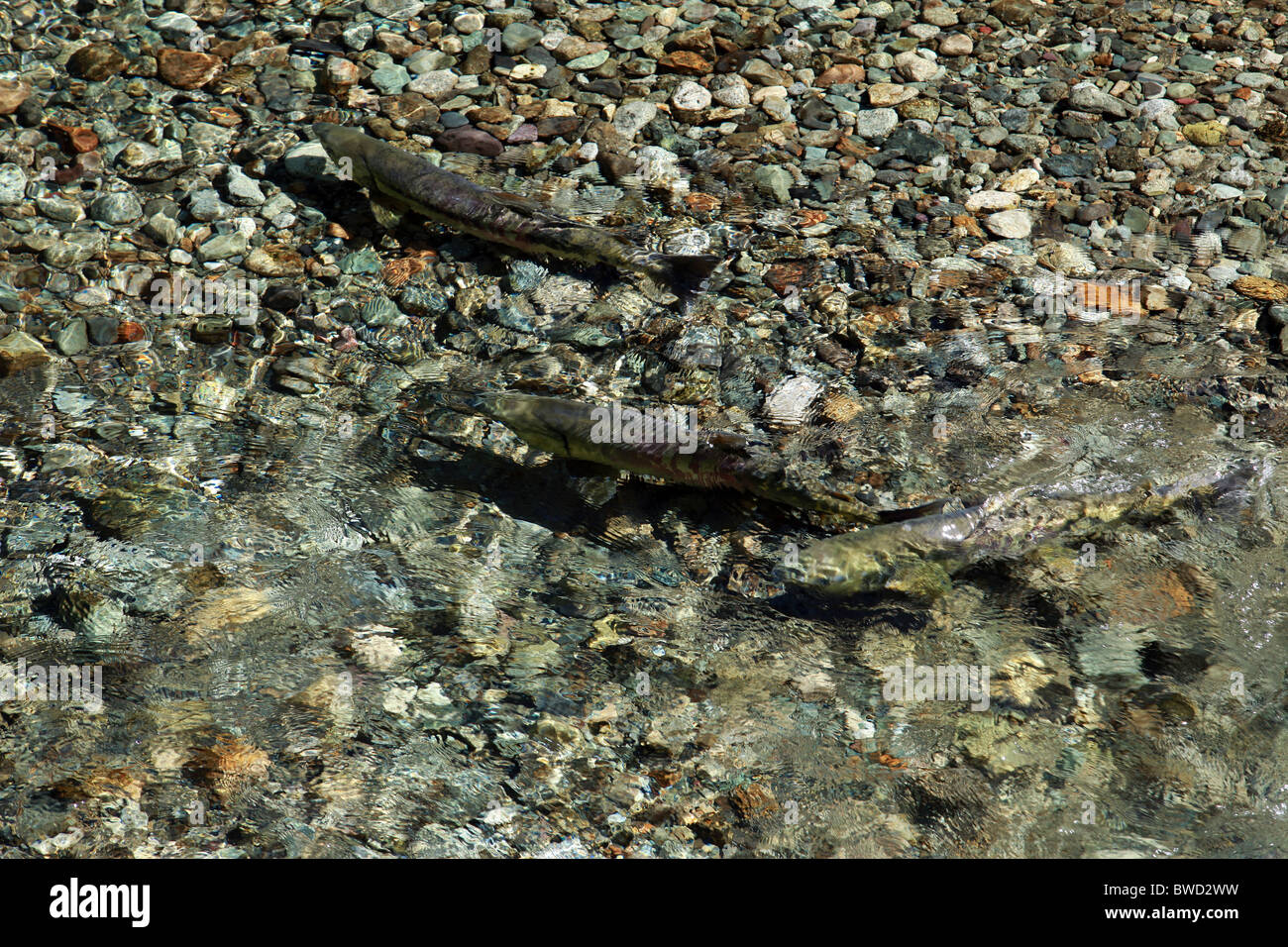 Zwei Lachs laichen in einem Fluss in der Nähe von Hyder, Alaska Stockfoto