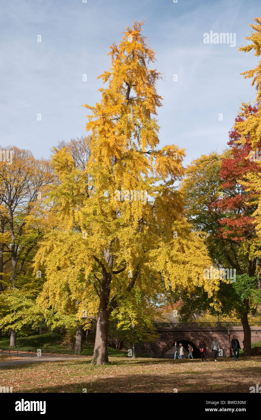 Ginkgo-Baum im Central Park, November 2010 Stockfoto