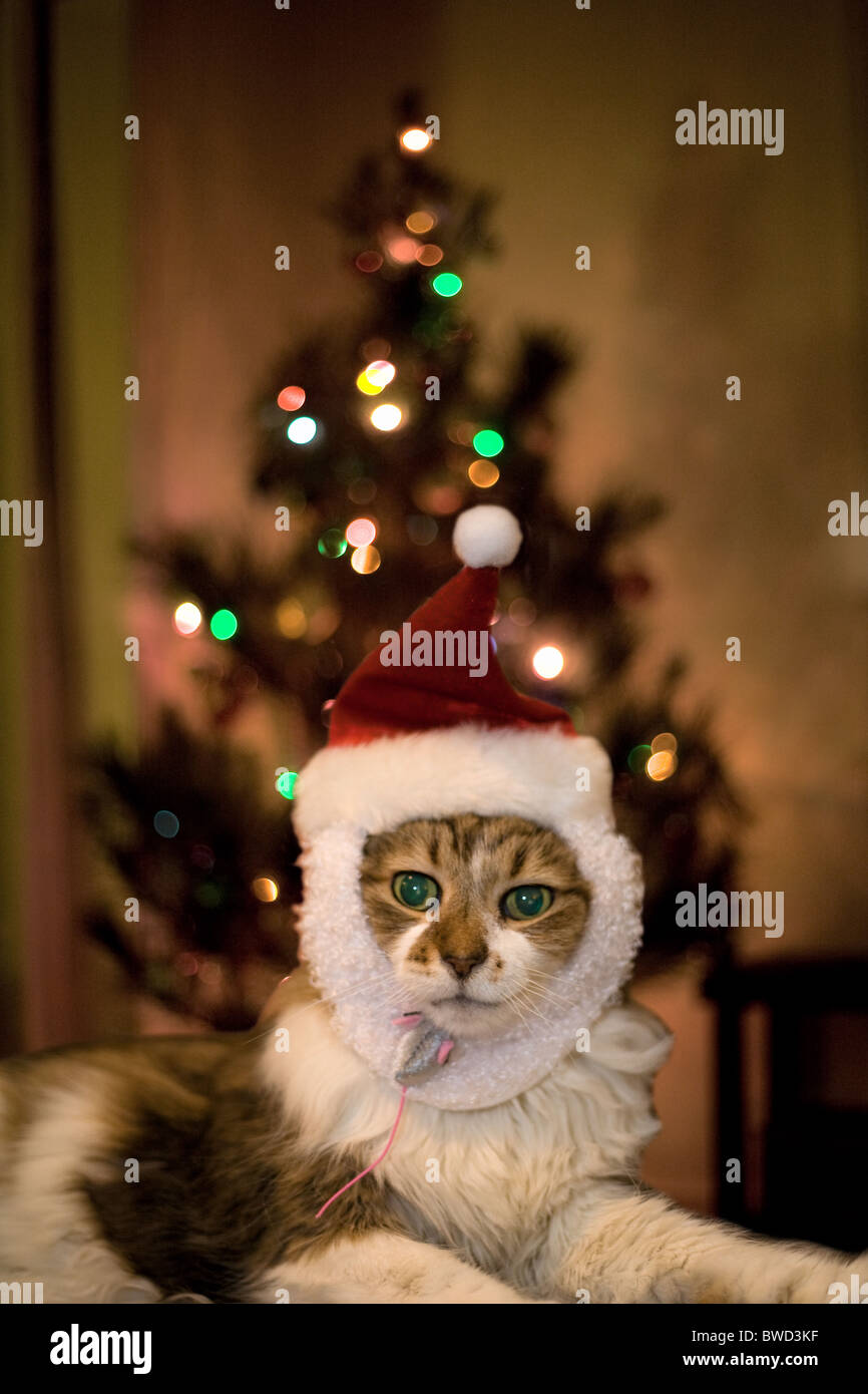 Katze mit Santa Hut vor einem Weihnachtsbaum. Stockfoto