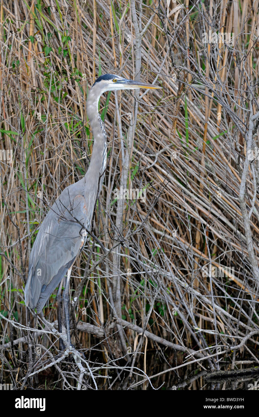 Great Blue Heron: Ardea Herodias. Everglades, Florida, USA Stockfoto
