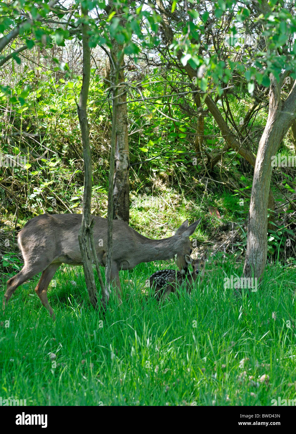 Rehwild: Capreolus Capreolus. Weiblich. Mit jungen Rehkitz. In Gefangenschaft. Stockfoto