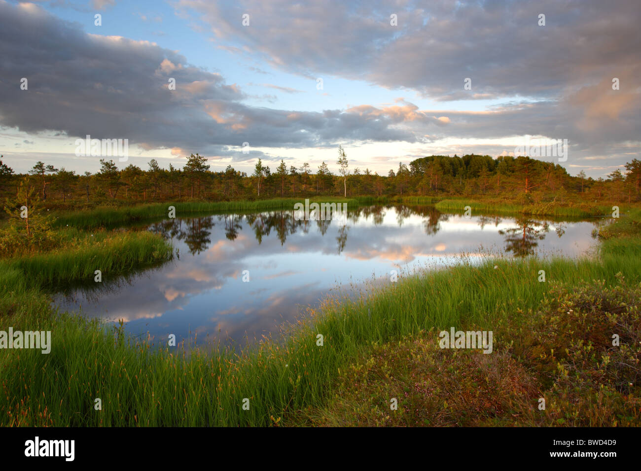 Großen Pool im Sumpf. Estland Stockfoto