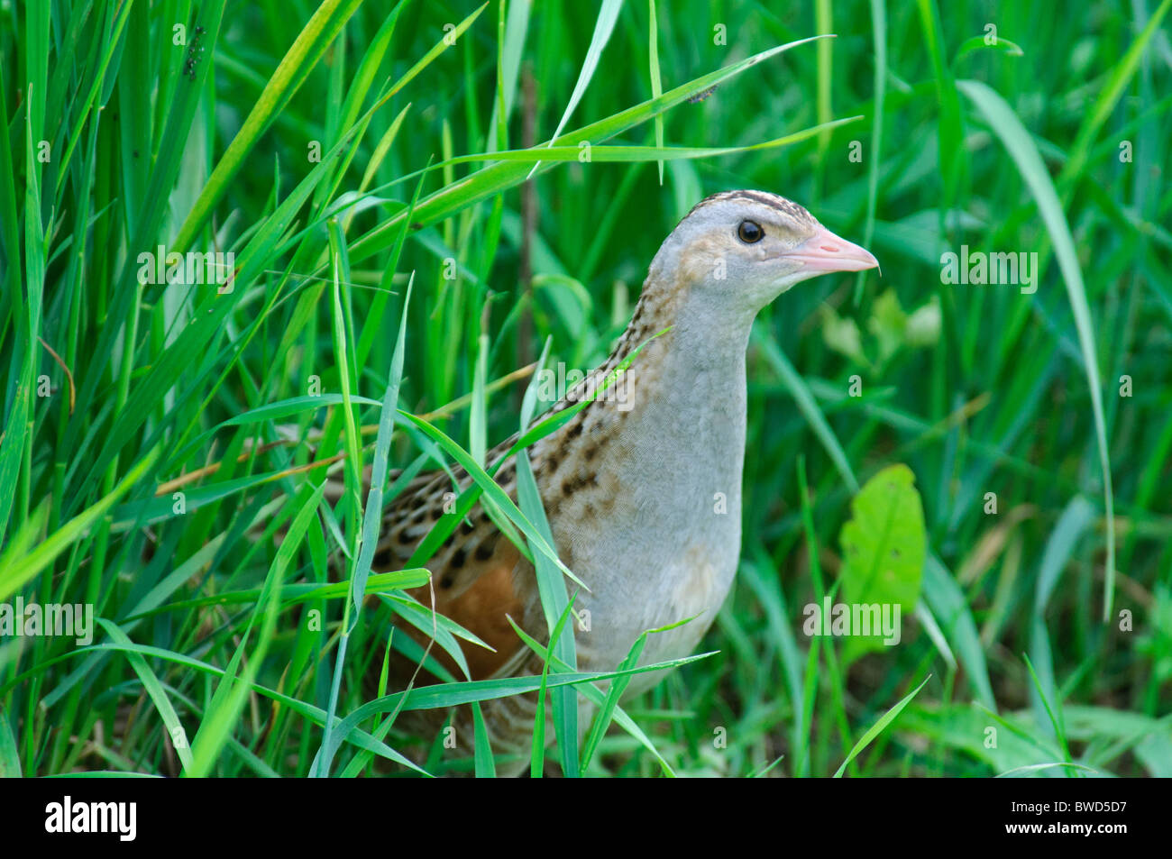 Wachtelkönig Crex Crex Spaziergang durch Rasen Stockfoto