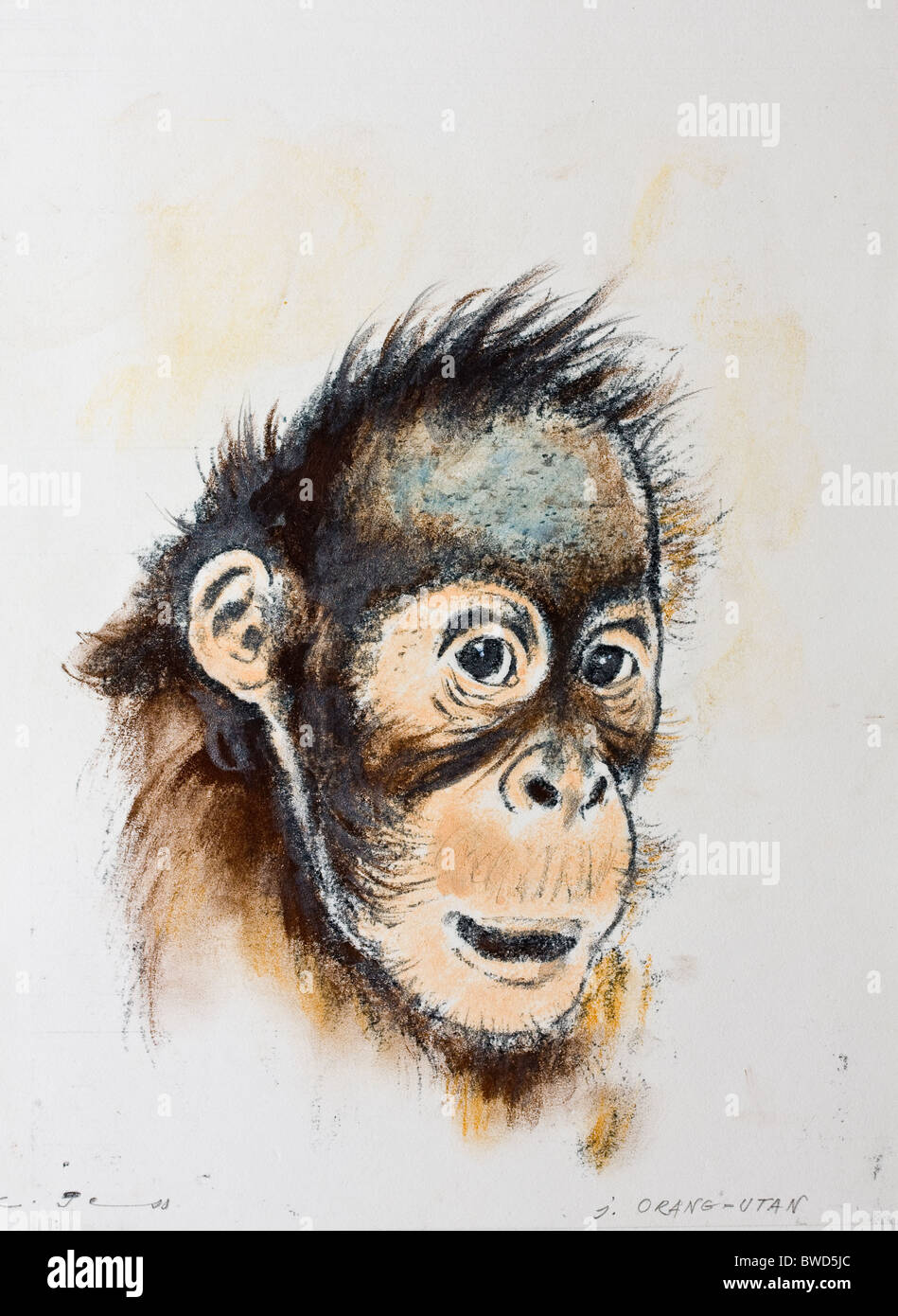Orang-Utan-Portrait, Pastellkreide auf Papier von Kurt Tessmann Stockfoto