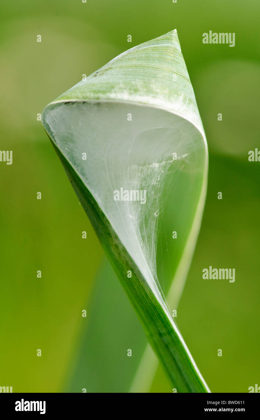 In der Schleife von Grashalm Cobweb Stockfoto