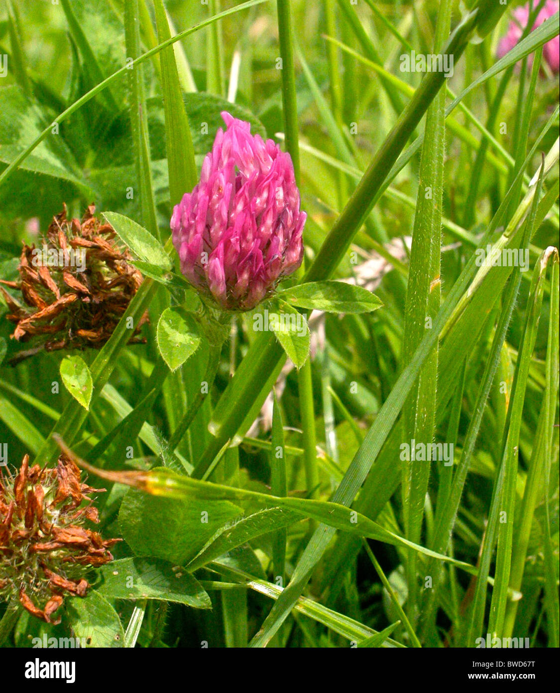 Trifolium Pratense (Rotklee) ist eine Art von Klee, heimisch in Europa, Westasien und Nordwestafrika. Stockfoto