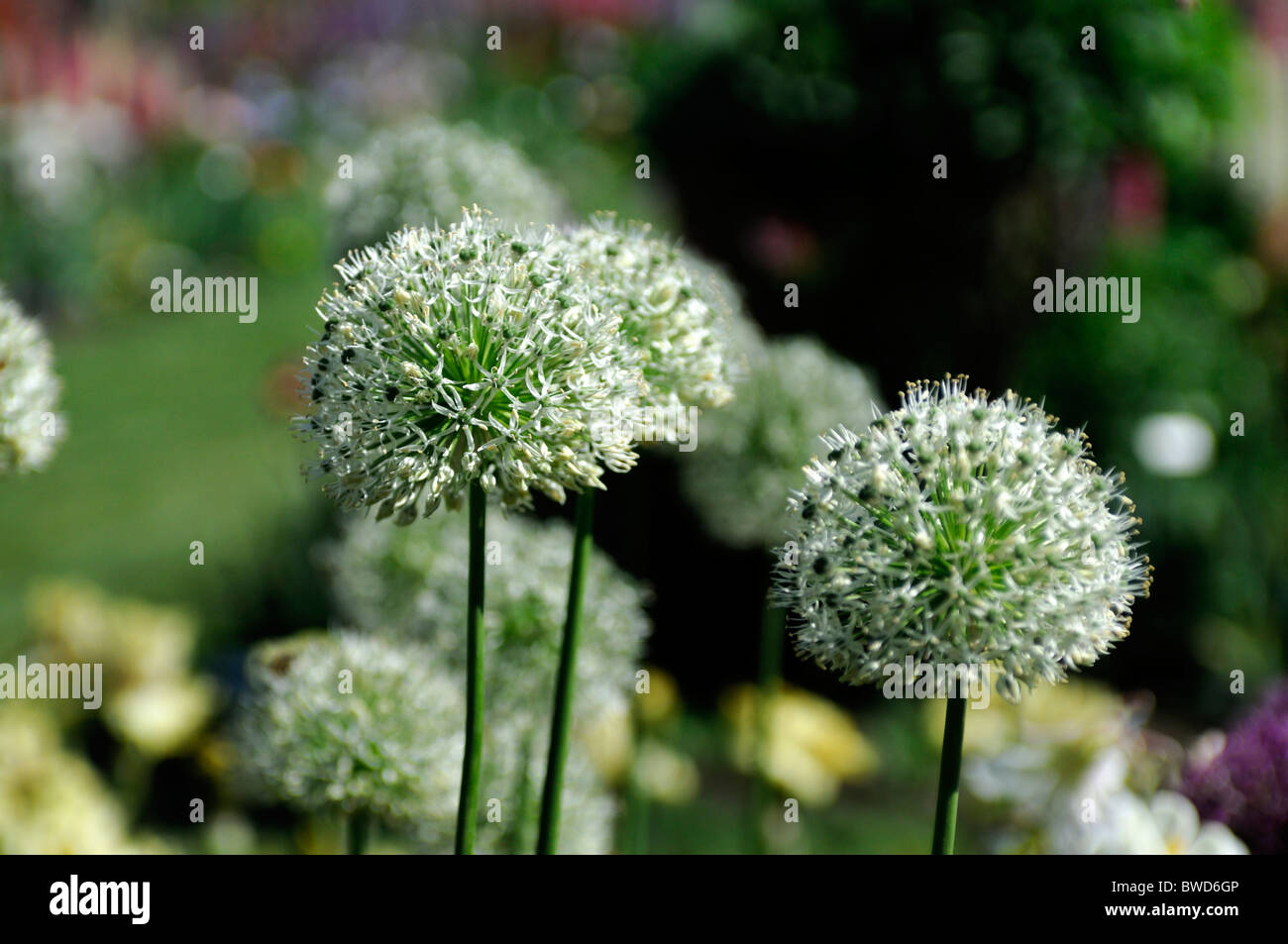 Allium sternförmige dekorative Blume Rundkopf Blüten Globe-Form Stockfoto