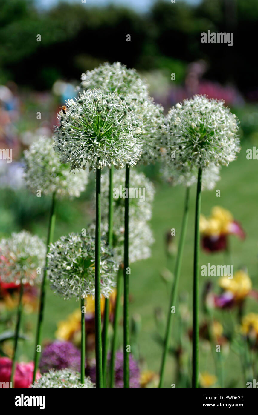 Allium sternförmige dekorative Blume Rundkopf Blüten Globe-Form Stockfoto