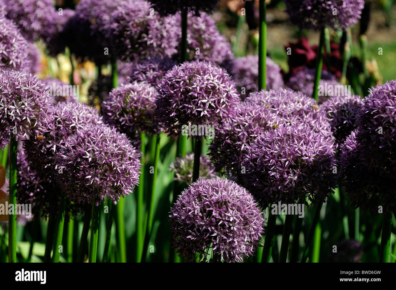 Allium sternförmige dekorative Blume Rundkopf Blüten Globe-Form Stockfoto