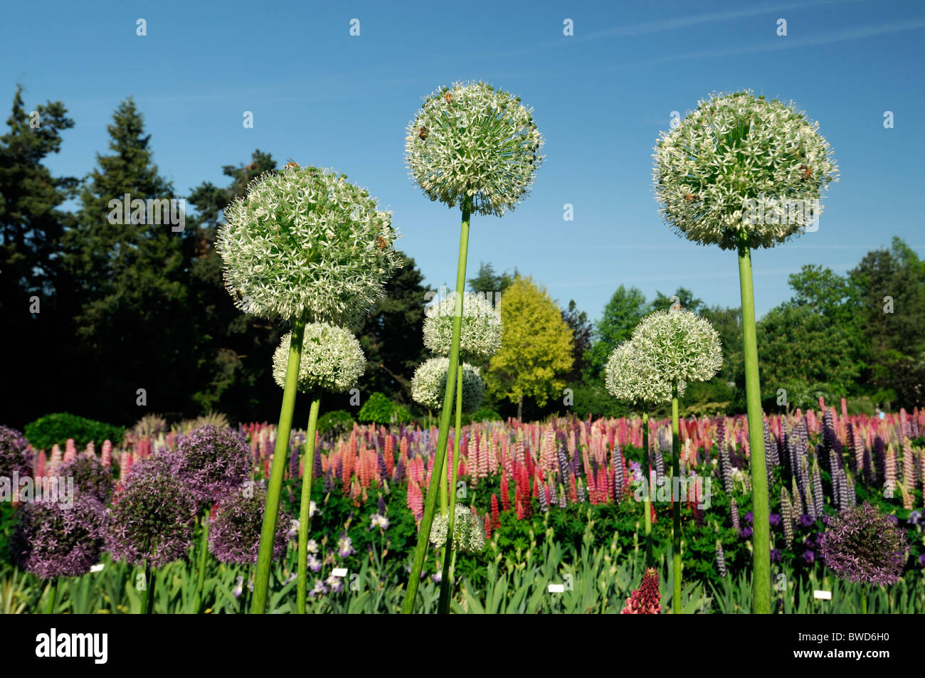 Allium sternförmige dekorative Blume Rundkopf Blüten Globe-Form Stockfoto