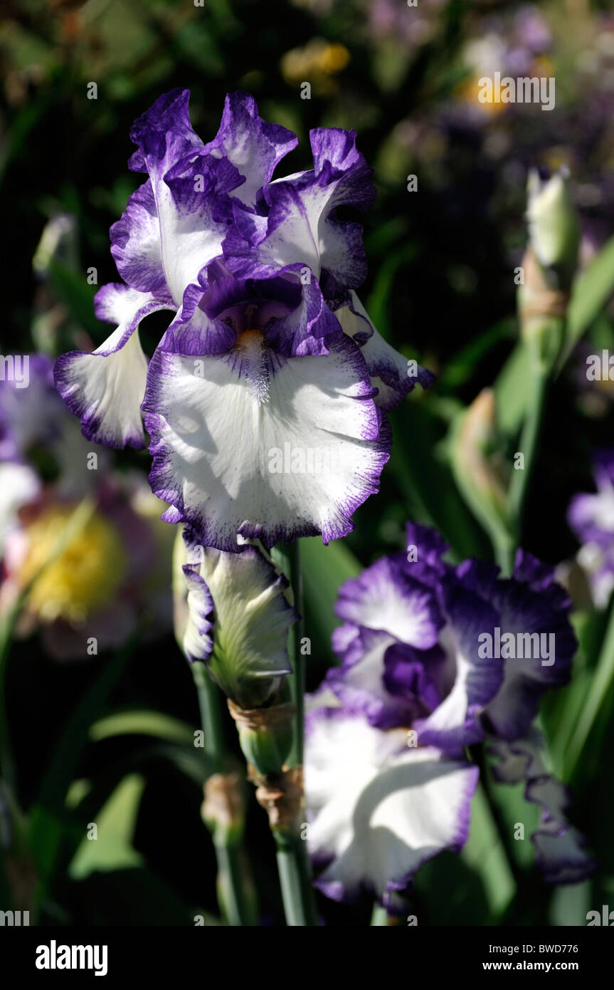 Bartiris nehmen fünf Farbe Farbe Blume Blüte Blüte blau-violett White/Near weiß Stockfoto