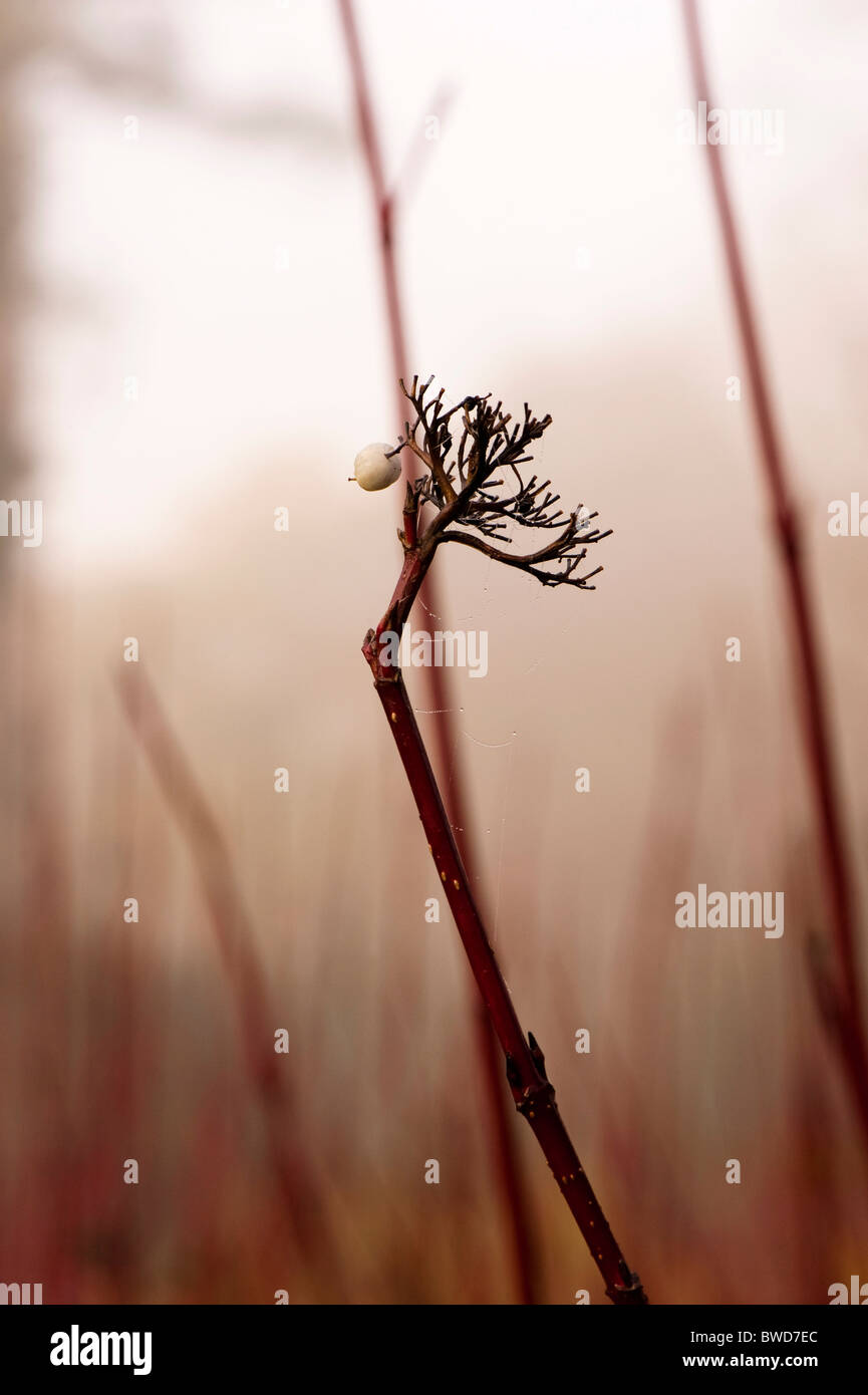 Rot stammten Hartriegel, Cornus Alba, im Herbst Stockfoto