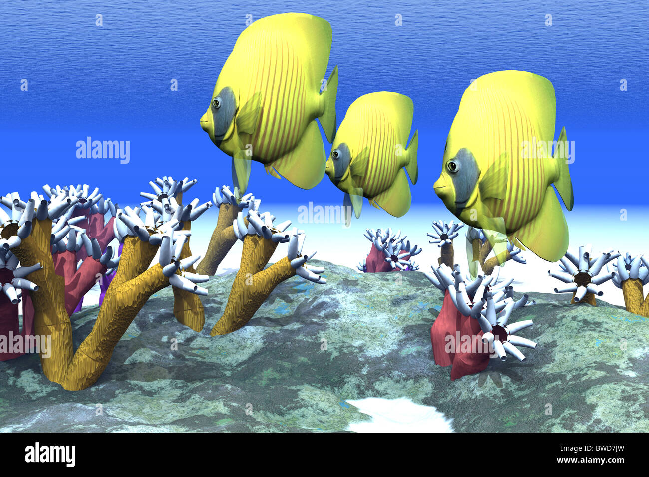 Coral Stimmungen - Zwei Blaue ist falterfische unter den Seeanemone schwimmen. Stockfoto