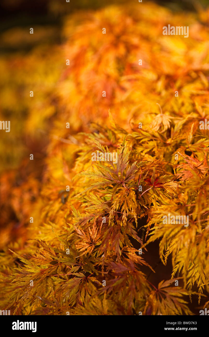 Acer Palmatum Dissetum 'Seiryu', Japanische Ahorn im Herbst Stockfoto