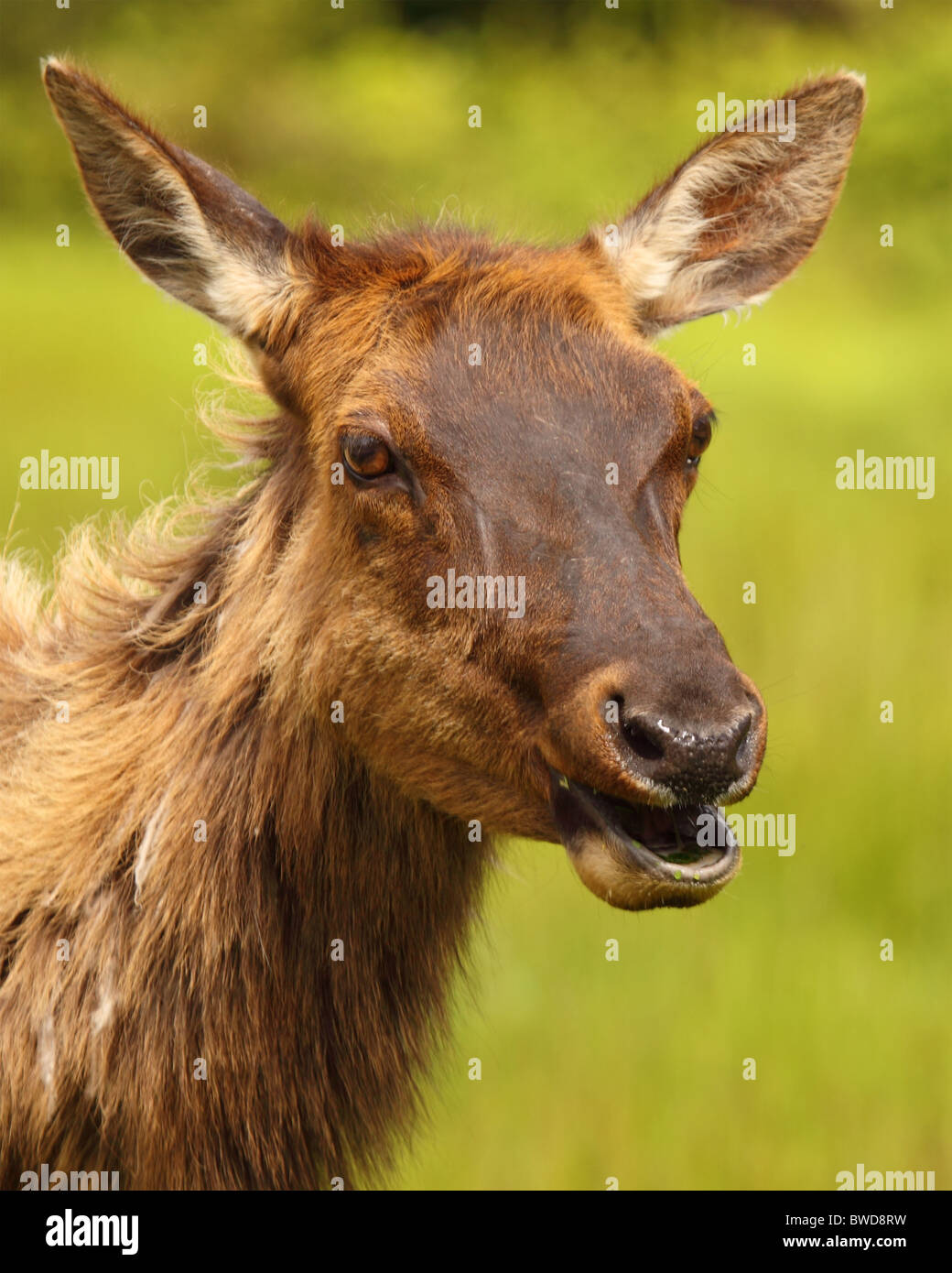 Ein Roosevelt Elk mit etwas zu sagen. Stockfoto