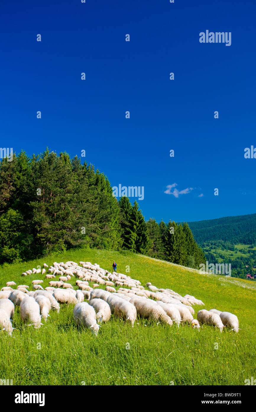 Schafe hüten, Mala Fatra Slowakei Stockfoto