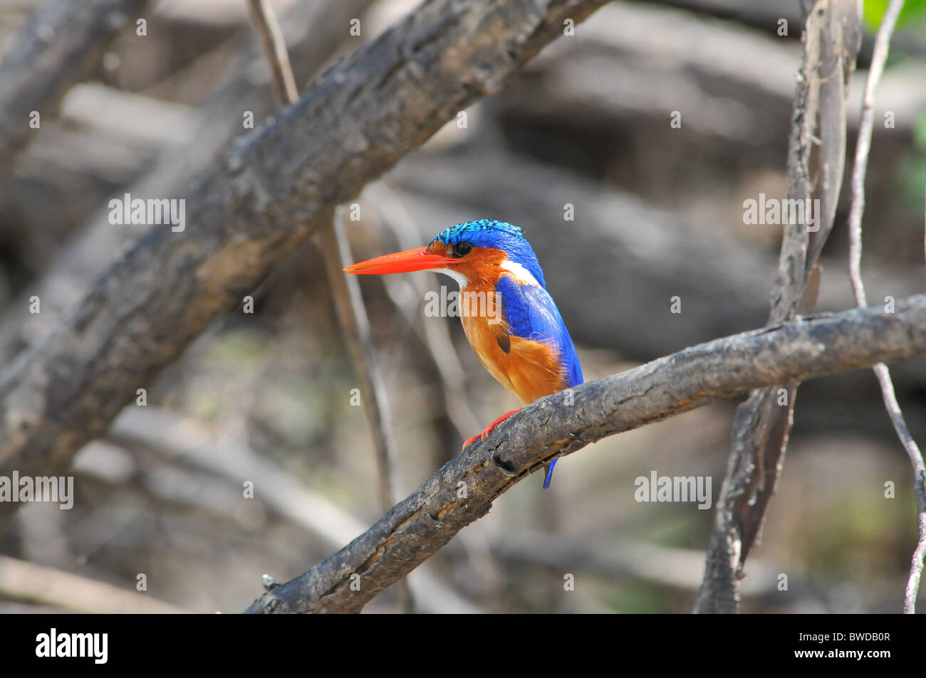 Malachit-Eisvogel Stockfoto