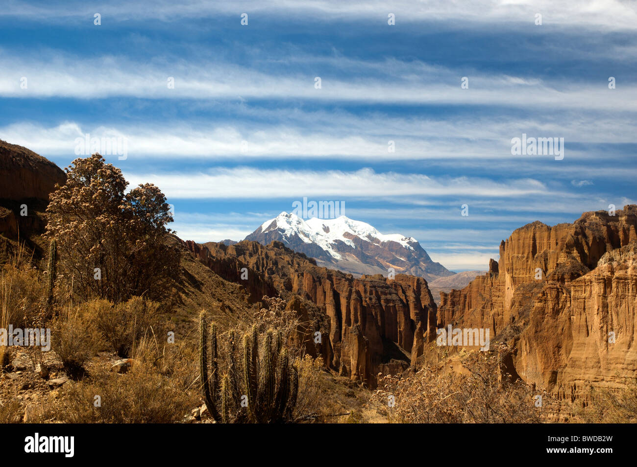 Native Kaktus in Palca Canyon und im Hintergrund Mount Illimani, in der Nähe von La Paz, Bolivien. Stockfoto