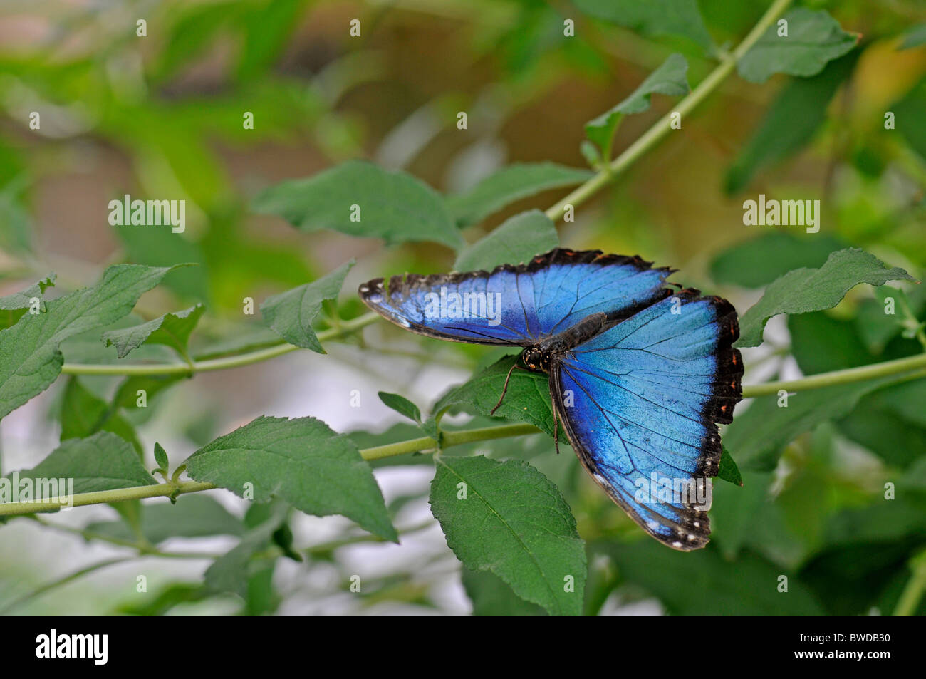 Blue Morpho Butterfly: Morpho peleides Stockfoto