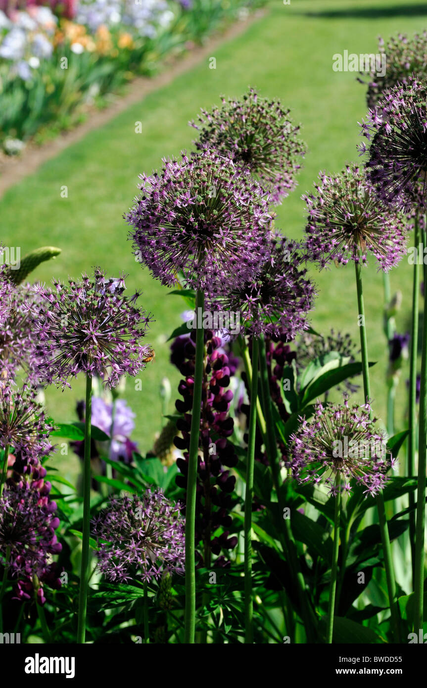 Allium sternförmige dekorative Blume Rundkopf Blüten Globe-Form Stockfoto