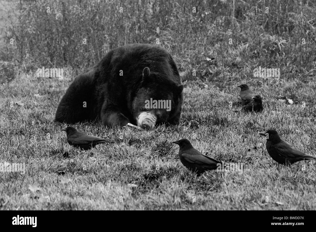 Braunbären haben Mittagessen mit den Krähen schwarz und weiß Stockfoto