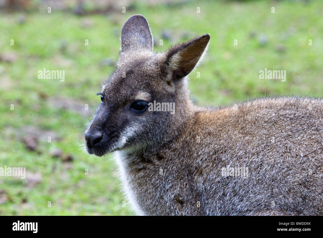 Schuss in den Kopf ein Wallaby ruhen Stockfoto
