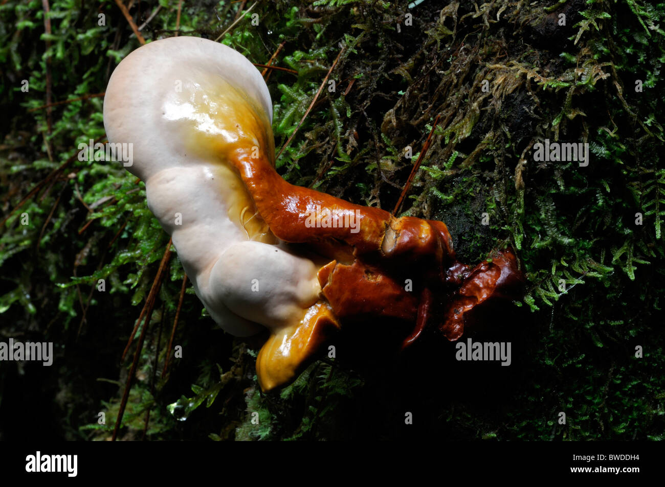 Ohrform förmige Halterung Pilz wachsen wachsenden Parasiten parasitäre Moos Baumdecke abgedeckt Stockfoto