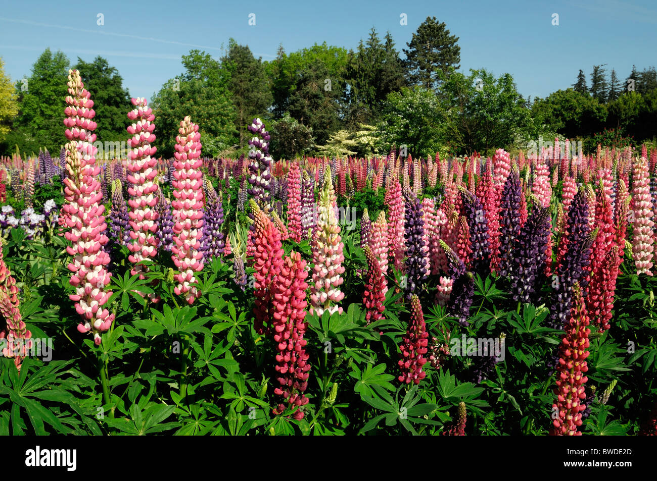 krautige mehrjährige Blume Bett Grenze Garten Multi mehrere Farbe Farben Sommer bunte bunte Lupine Bartiris gemischt Stockfoto