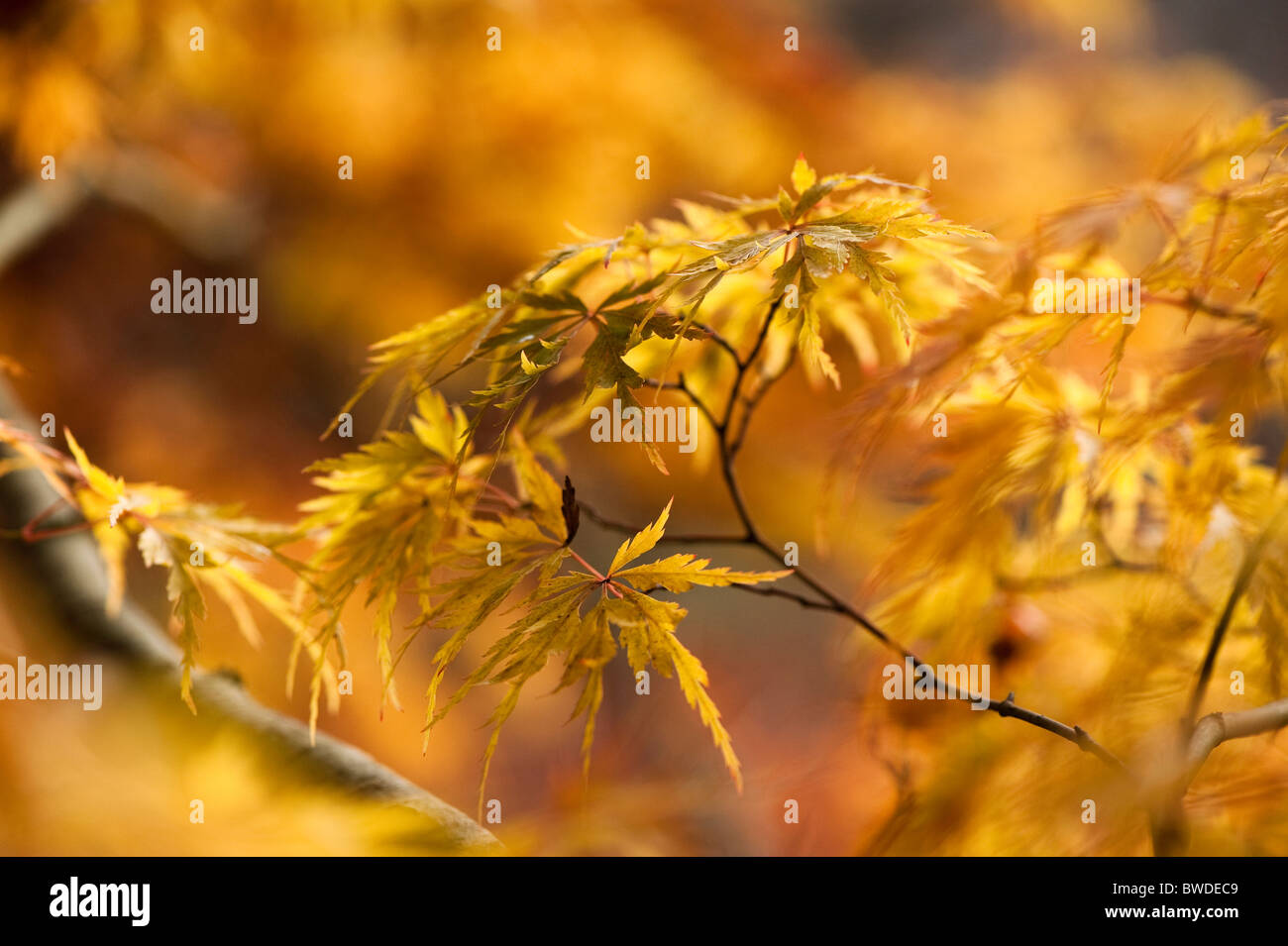 Acer Palmatum Dissetum 'Seiryu', Japanische Ahorn im Herbst Stockfoto