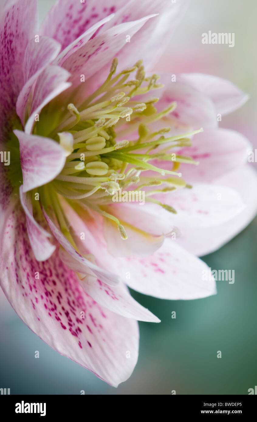 Ein rosa Nieswurz Blüte Einkopf - Helleborus orientalis Stockfoto
