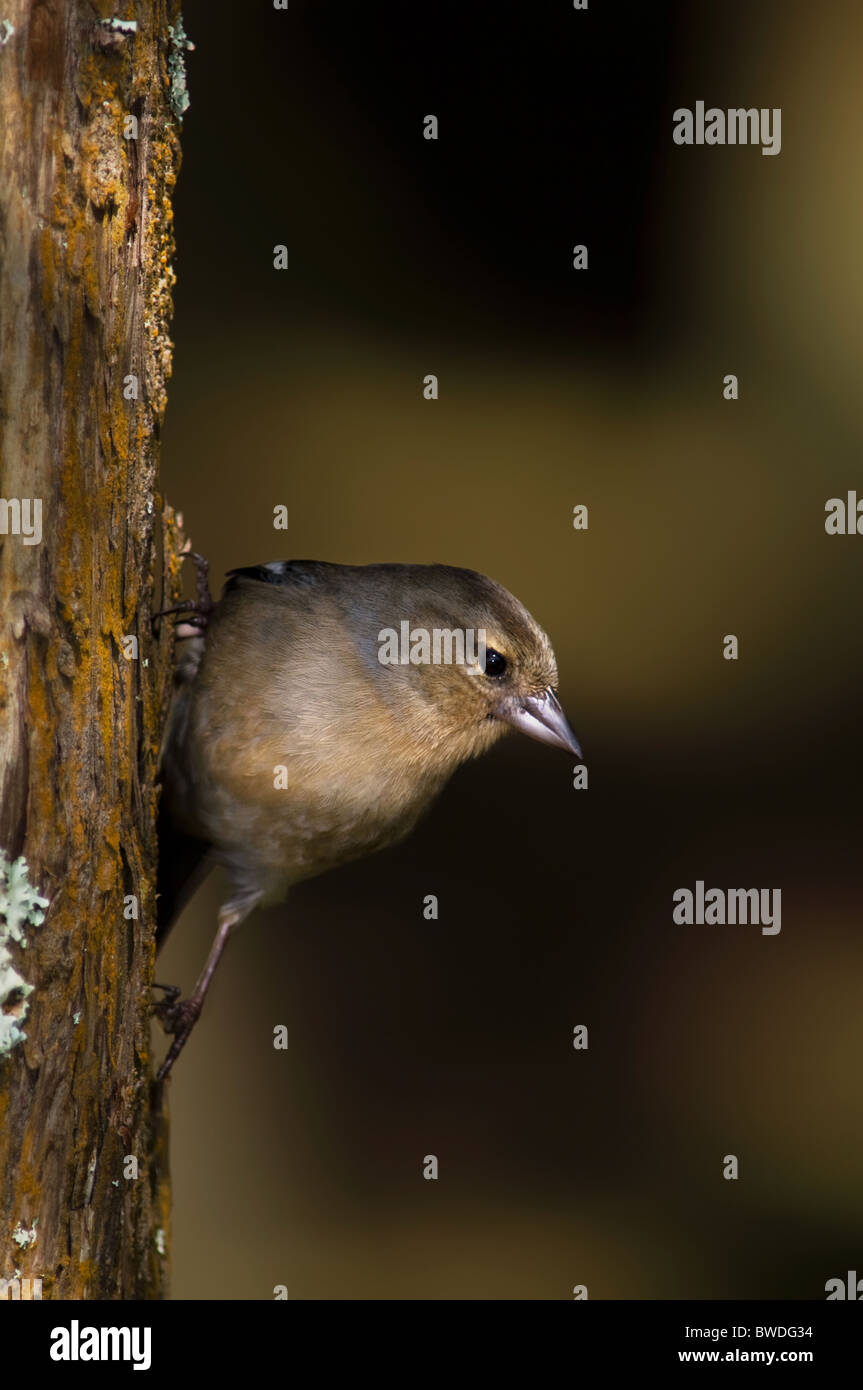 Kaffinchen (Fringilla coelebs), fotografiert in einer natürlichen Waldumgebung, die sein weiches Gefieder und seine aufmerksame Haltung unterstreicht. Stockfoto