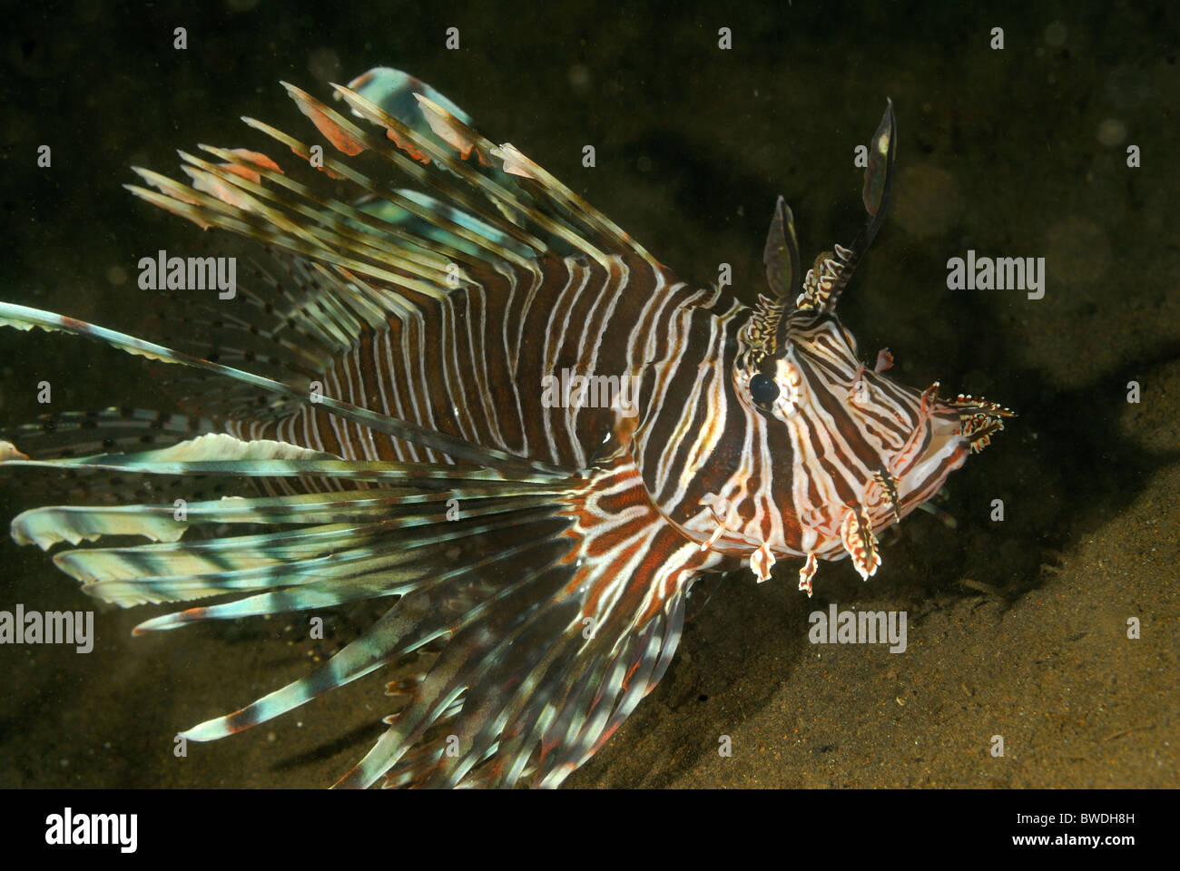 Lion Fish Pterois Volitans, Scorpenidae, Tulamben, Bali, Indonesien, Asien Stockfoto