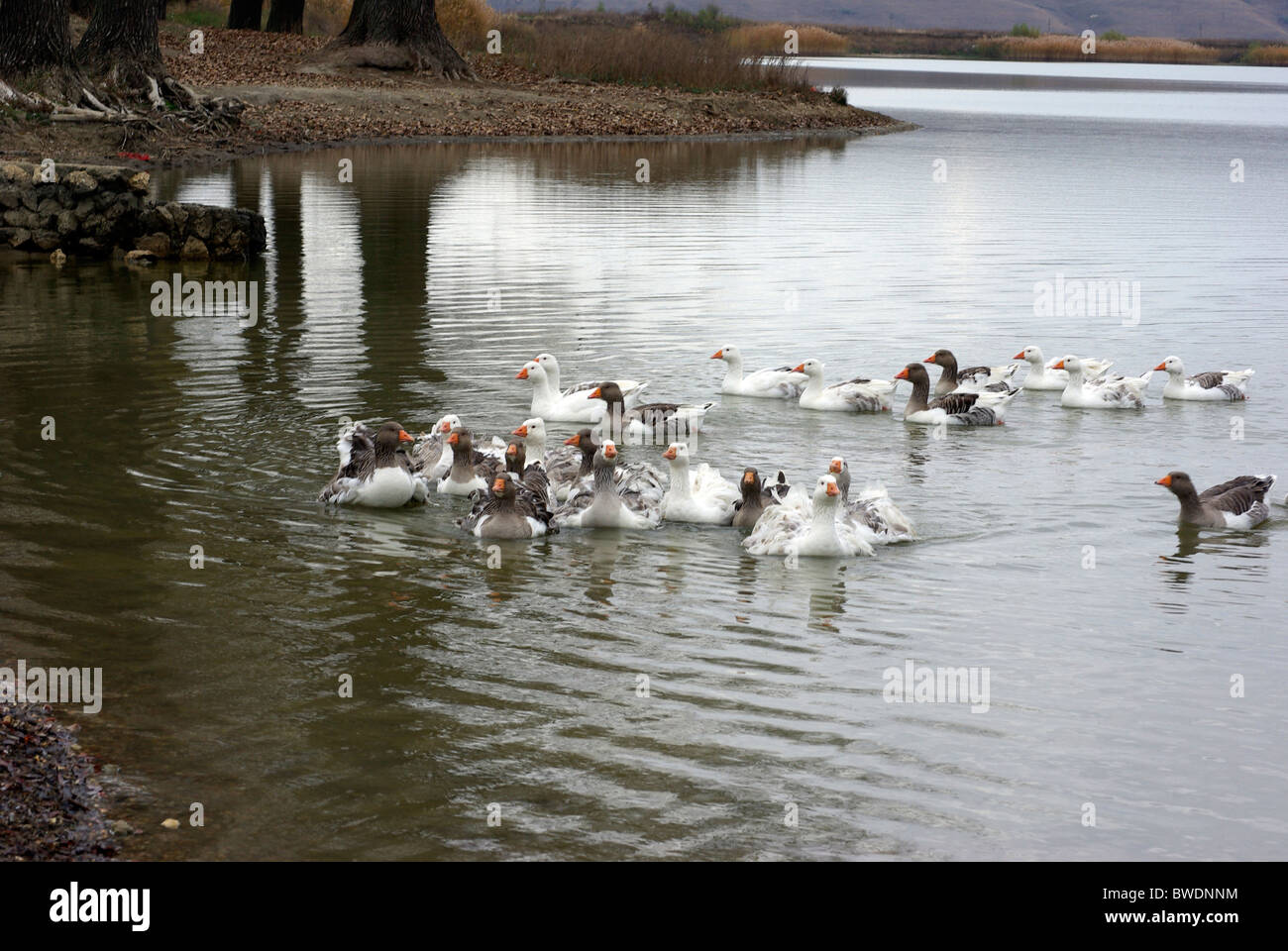 Herde von Enten schwimmen in einem See in Rumänien Stockfoto