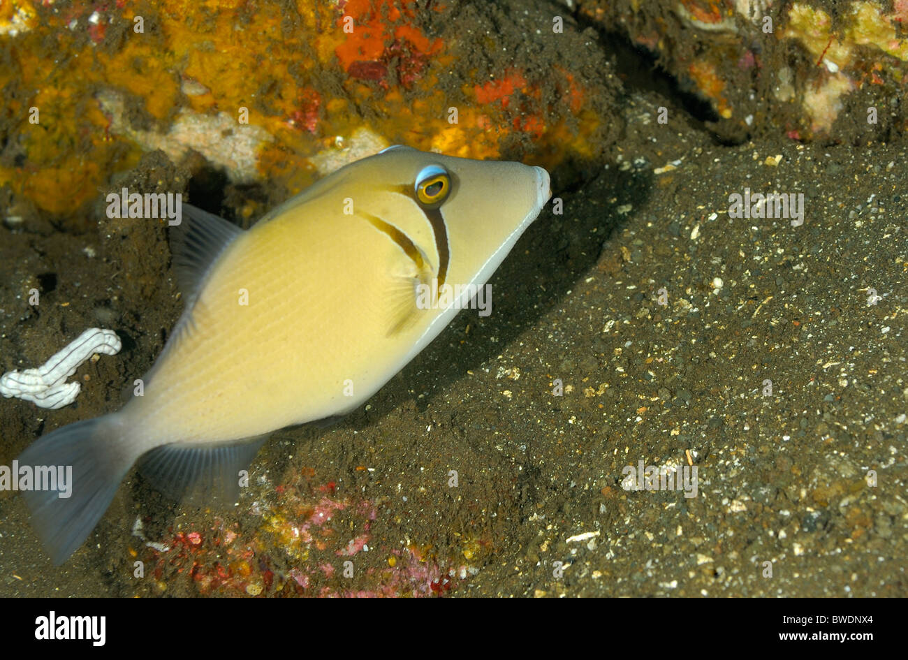 Bumerang Drückerfisch Sufflamen Bursa, Balistidae, Tulamben, Bali, Indonesien, Indo-Pazifik, Asien Stockfoto