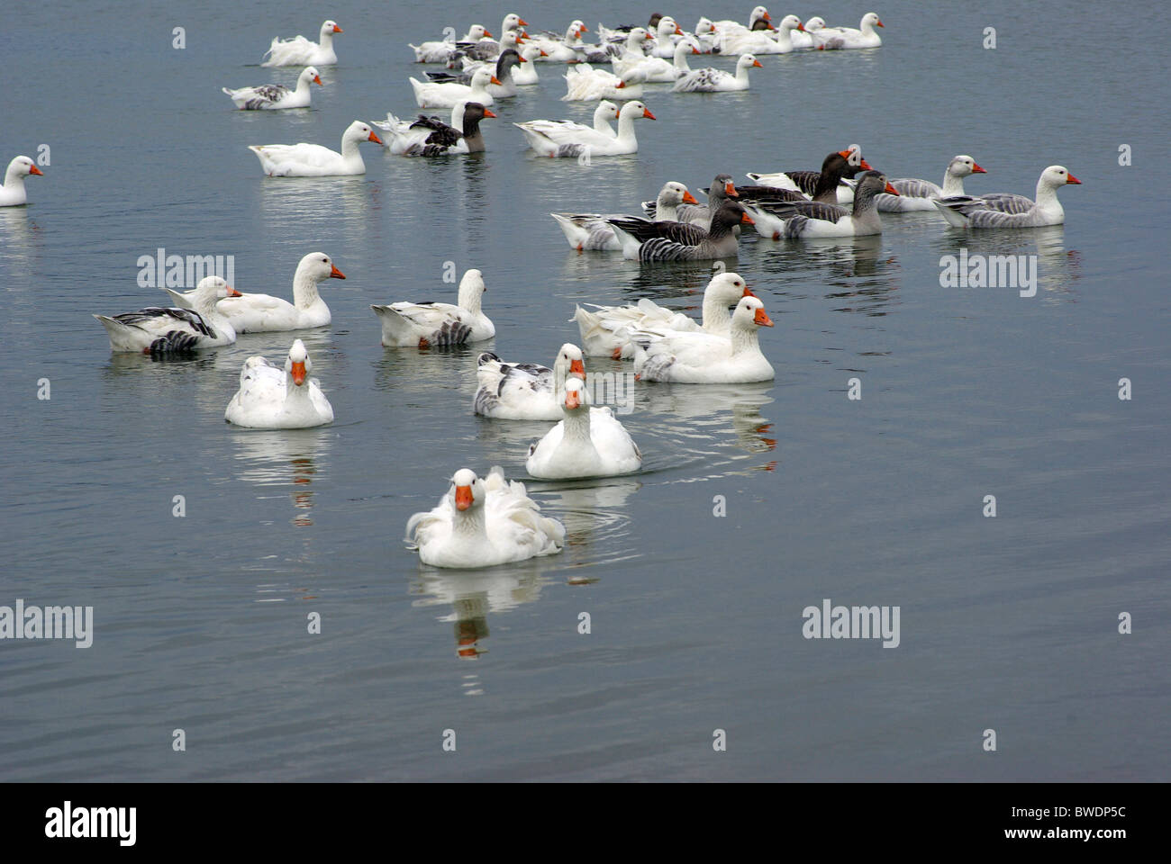 Herde von Enten schwimmen in einem See in Rumänien Stockfoto