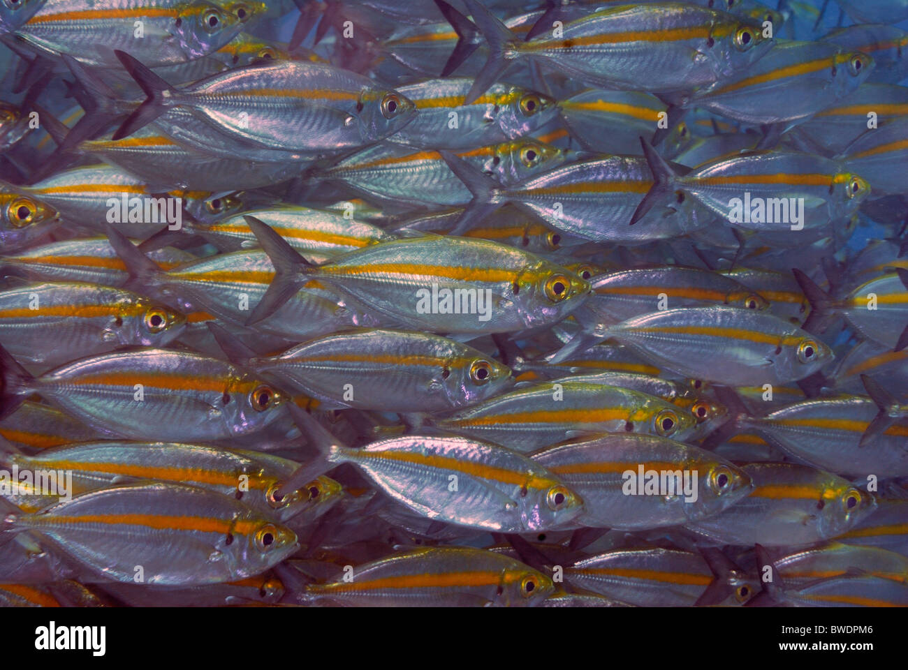 Yellowstripe Scad oder Kuning Selaroides Leptolepis Carangidae, Tulamben, Bali, Indonesien, Asien Stockfoto