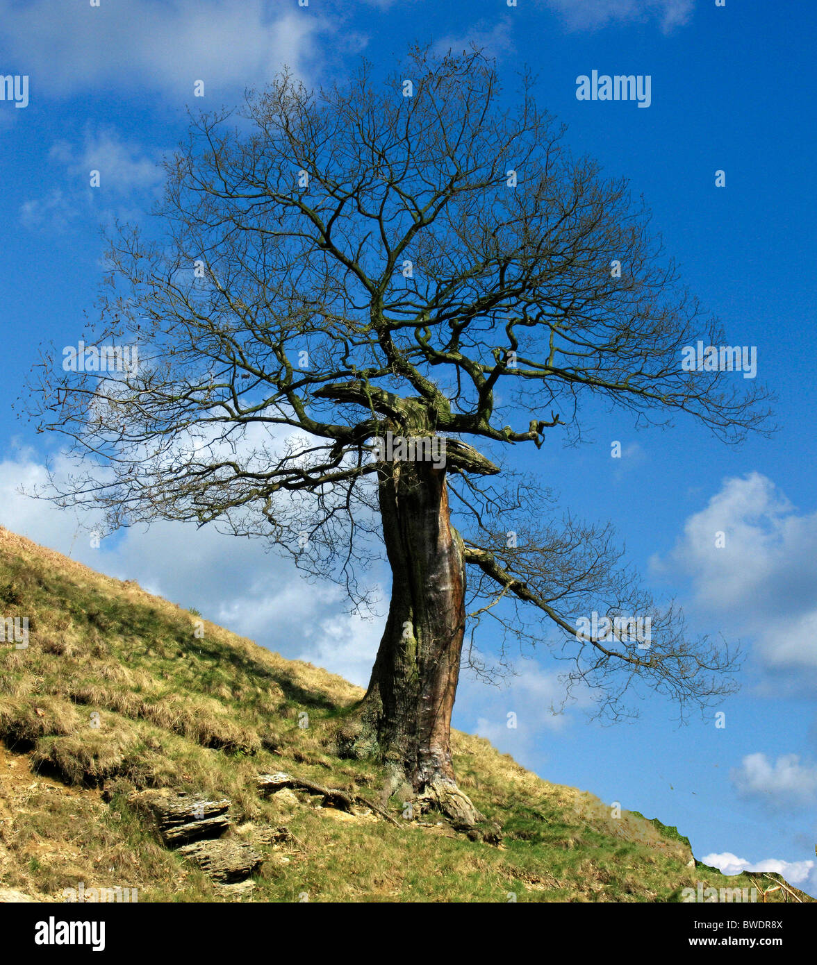 Verkrüppelte Baum Stockfoto