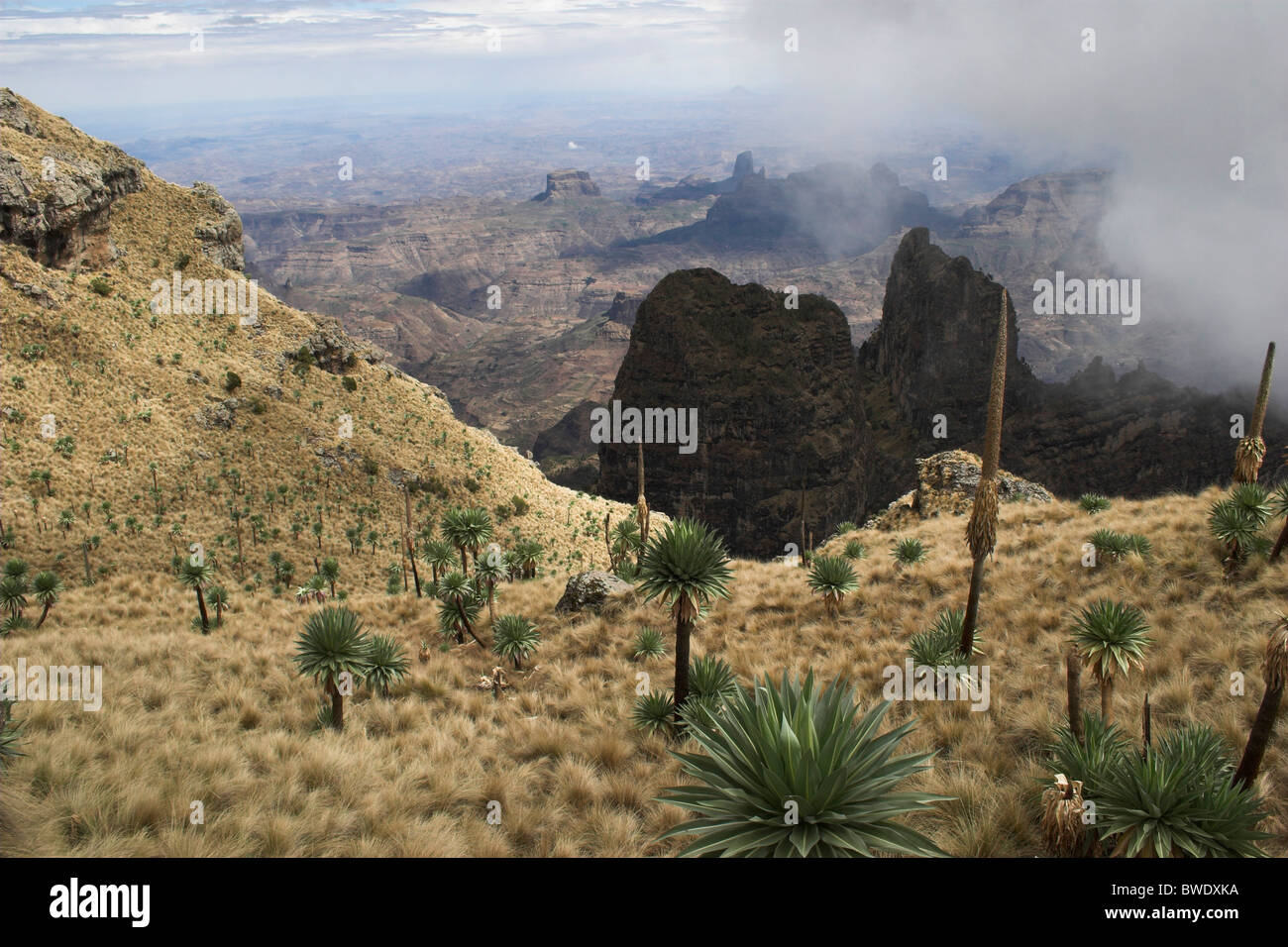 Afro alpine Moorland und Vegetation Äthiopien Simien Berge Stockfoto